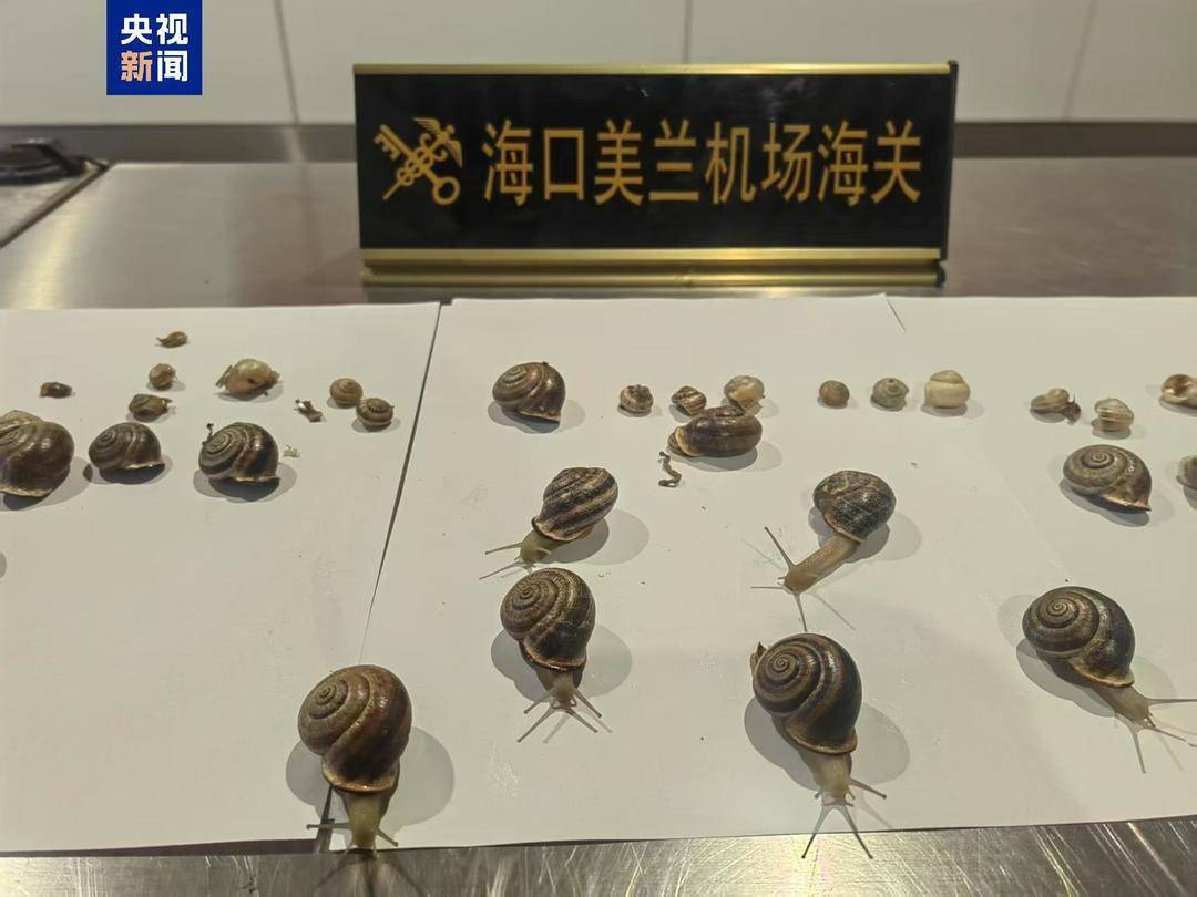 超1700万人养“异宠” 这些隐患可能比你想的更可怕