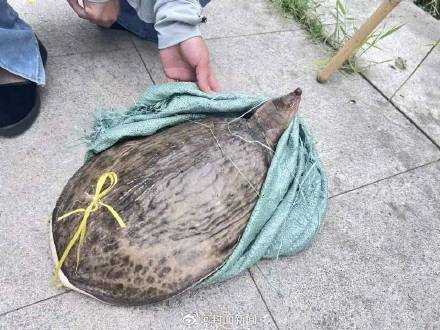 不建议食用更不能放生！街头挑卖的鳖别随便买