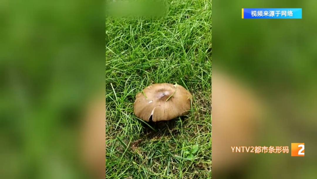 “好滇”！昆明绿化带里长鸡枞？