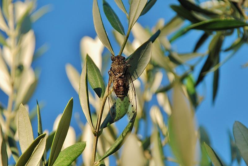 夏日蝉鸣“吵”上热搜 上海今年的蝉为啥这么多? 夏日蝉鸣“吵”上热搜 上海今年的蝉为啥这么多?