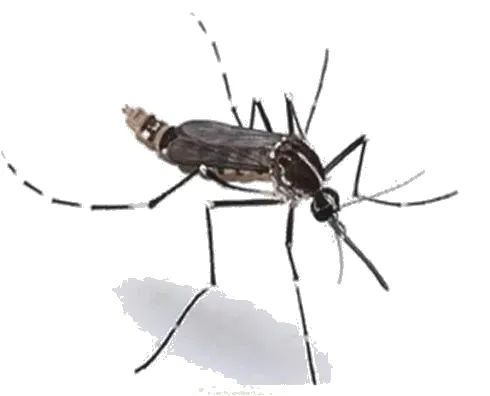 多地已出现!南京疾控最新提醒 多地已出现!南京疾控最新提醒