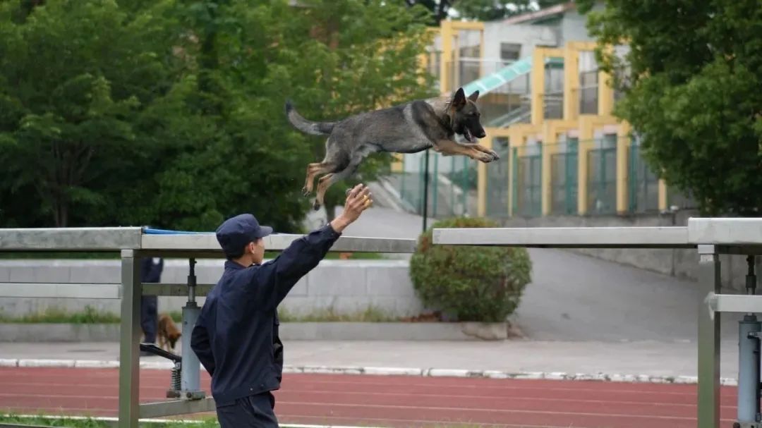 “大几发小狗？”“好像是大二下学期！”