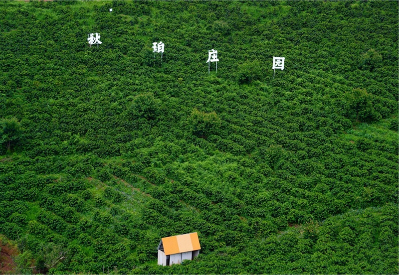 “云咖”加速“出海”上半年出口货值6.5亿元 “云咖”加速“出海”上半年出口货值6.5亿元