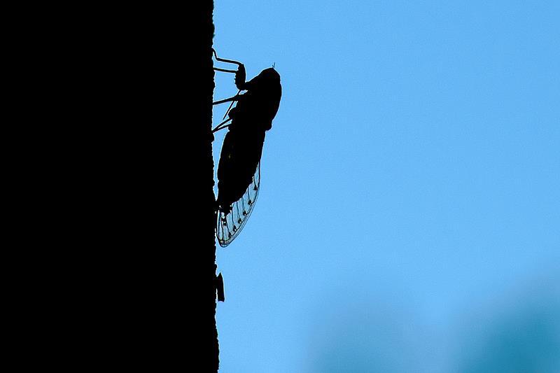 夏日蝉鸣“吵”上热搜 上海今年的蝉为啥这么多? 夏日蝉鸣“吵”上热搜 上海今年的蝉为啥这么多?