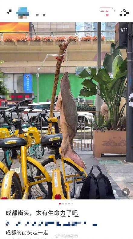 不建议食用更不能放生！街头挑卖的鳖别随便买