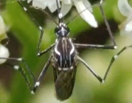 多地已出现!南京疾控最新提醒 多地已出现!南京疾控最新提醒