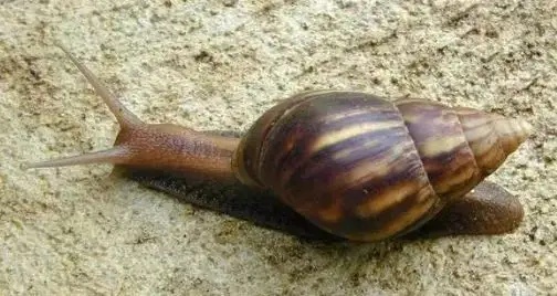 超1700万人养“异宠” 这些隐患可能比你想的更可怕