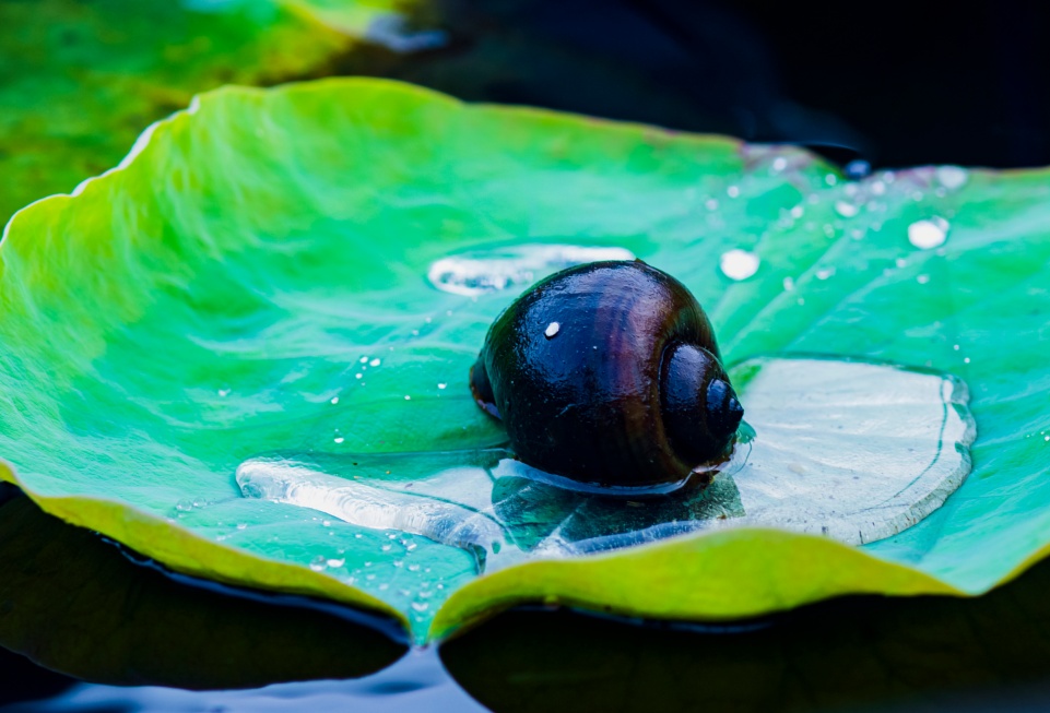多地街头有人贩卖！专家急呼：不能吃，放生危害更大！