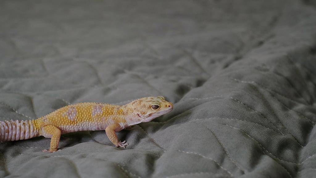 超1700万人养“异宠” 这些隐患可能比你想的更可怕