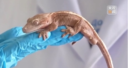 超1700万人养“异宠” 这些隐患可能比你想的更可怕