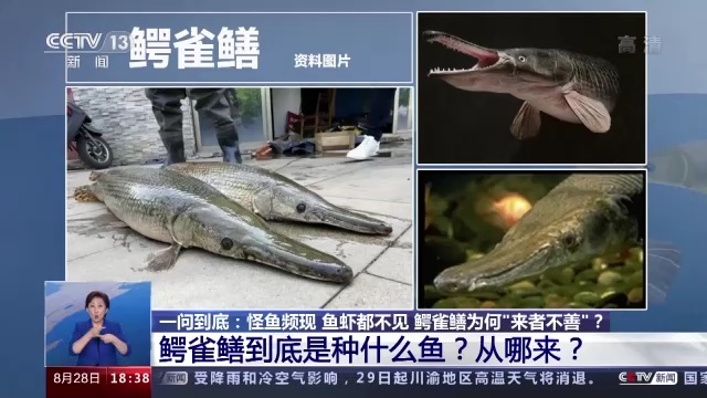 多地街头有人贩卖！专家急呼：不能吃，放生危害更大！