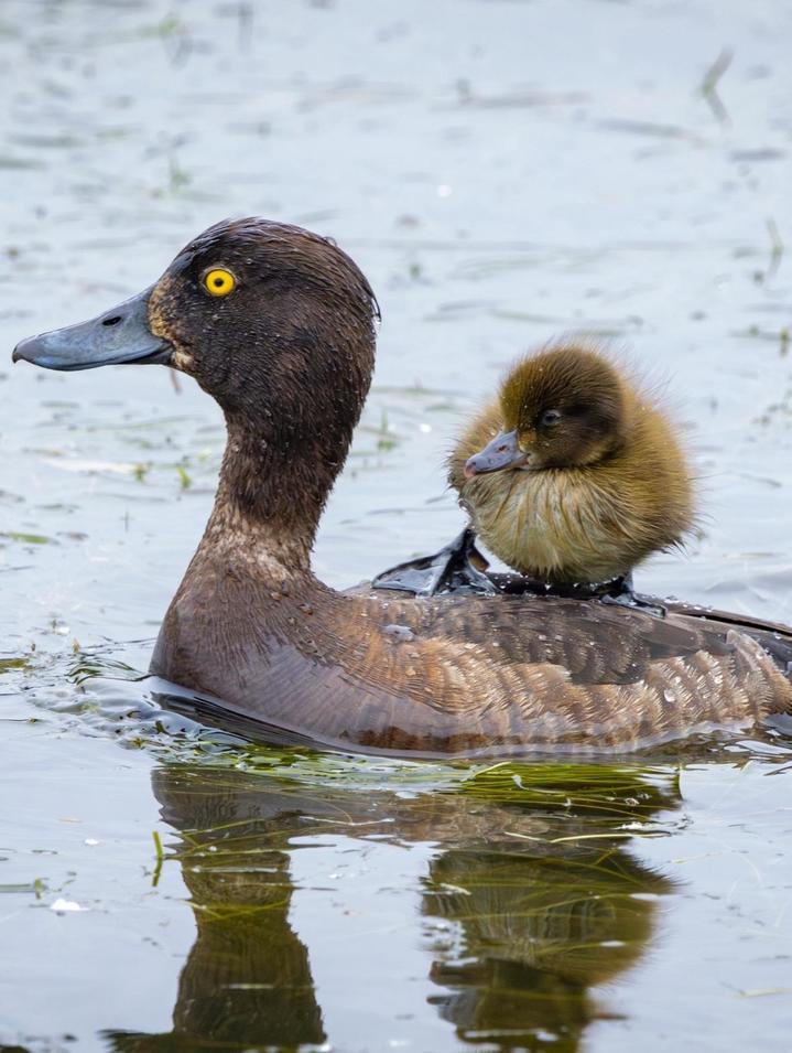 门~前~大桥下，游过一只……不，是两只！