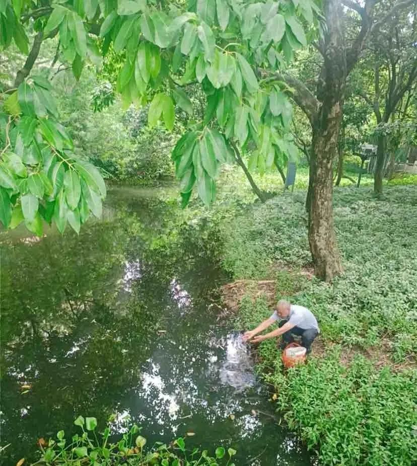 5000条“灭蚊鱼”,上岗! 5000条“灭蚊鱼”,上岗!