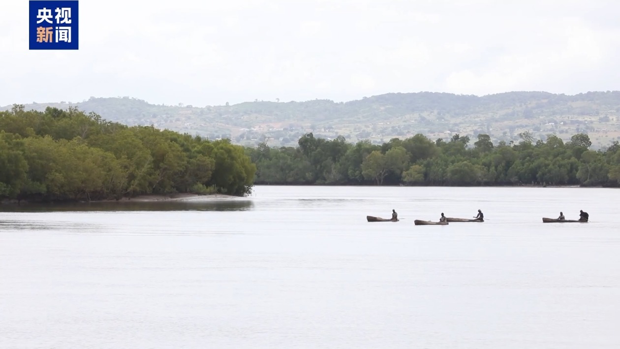 肯尼亚红树林“重生记”：失去20%覆盖面积后的绿色守望
