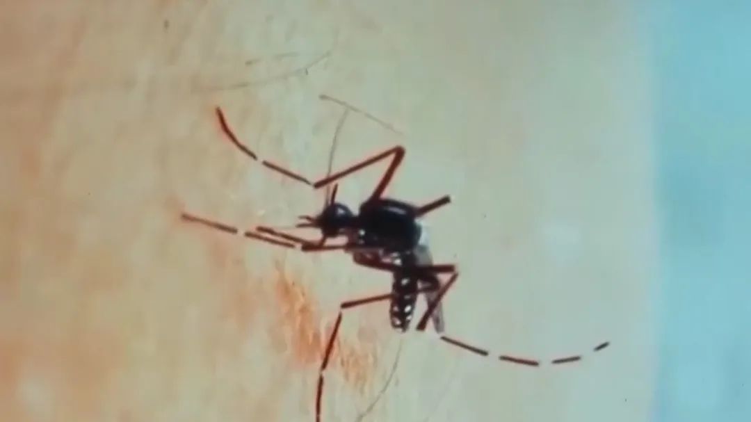 体感42℃+，这门是非出不可吗？可以！长衣长裤防蚊虫