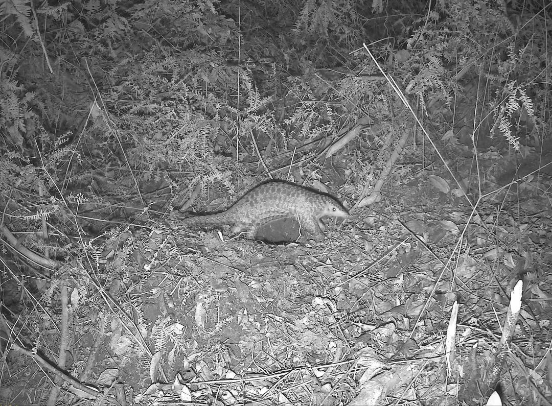 生态保护成效显著！中华穿山甲首现流溪河国家森林公园