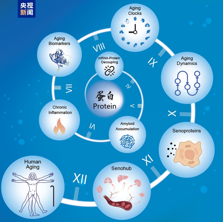 我们体内的器官衰老有规律吗?中国科学家揭秘“衰老时间表” 我们体内的器官衰老有规律吗?中国科学家揭秘“衰老时间表”