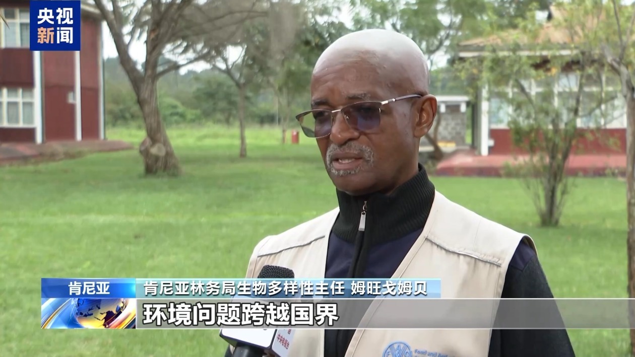 肯尼亚红树林“重生记”：失去20%覆盖面积后的绿色守望