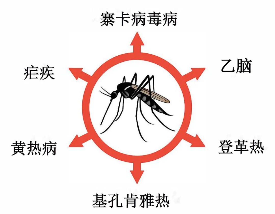 佛山确诊超4000例！张文宏就“基孔肯雅热”发声