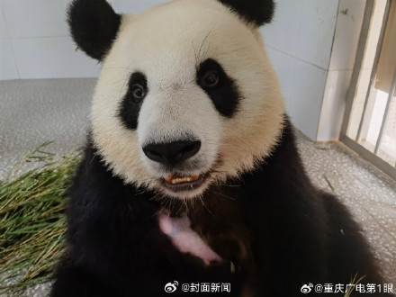 大熊猫良月首次生产体况良好