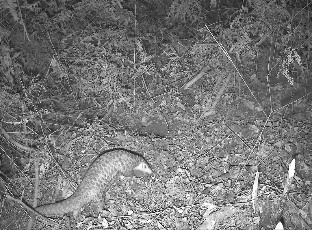 生态保护成效显著！中华穿山甲首现流溪河国家森林公园