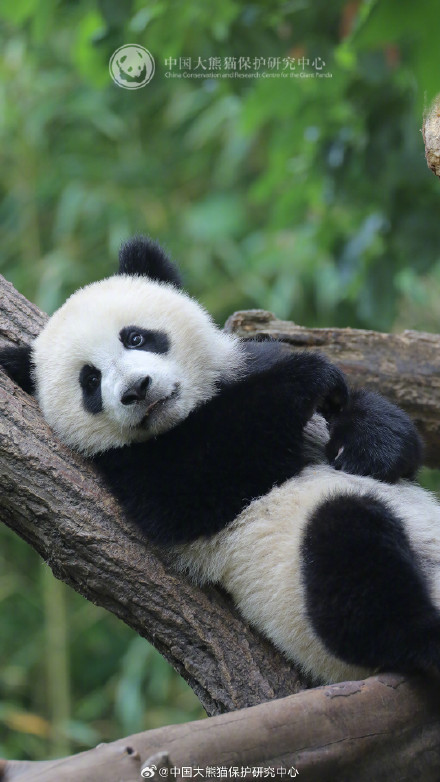 大熊猫中心发文抵制饭圈化