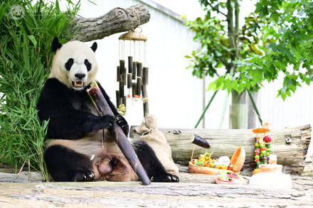大熊猫中心发文抵制饭圈化
