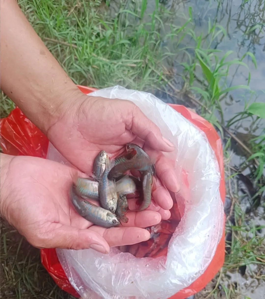 佛山5000条“灭蚊鱼”，上岗！