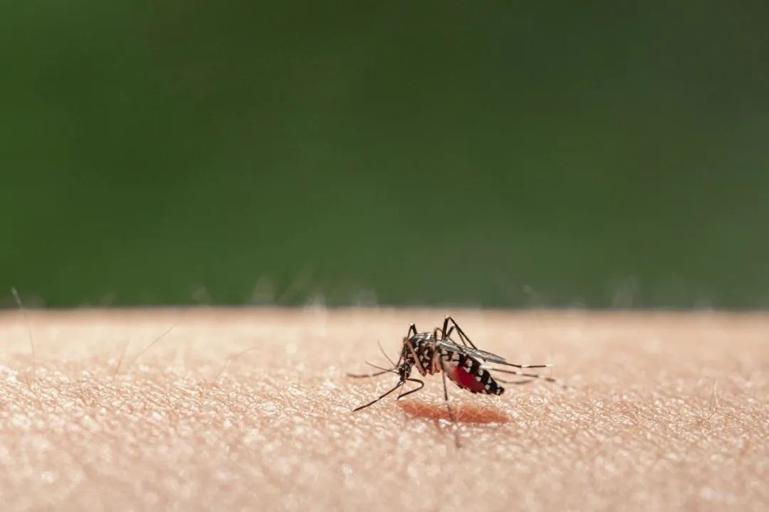 警惕“蚊子刺客”!基孔肯雅热到底是啥? 警惕“蚊子刺客”!基孔肯雅热到底是啥?
