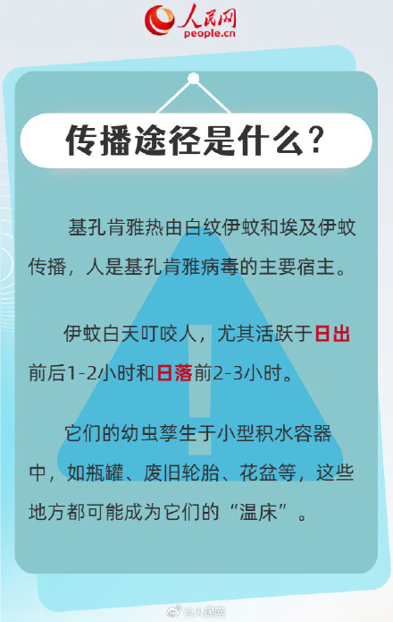 转扩！6图看懂什么是基孔肯雅热