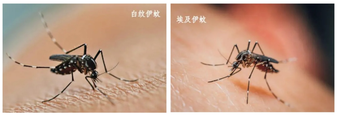 警惕这2种蚊媒传染病！做好3步有效防护→