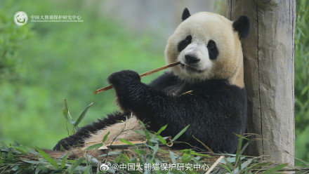 大熊猫中心发文抵制饭圈化