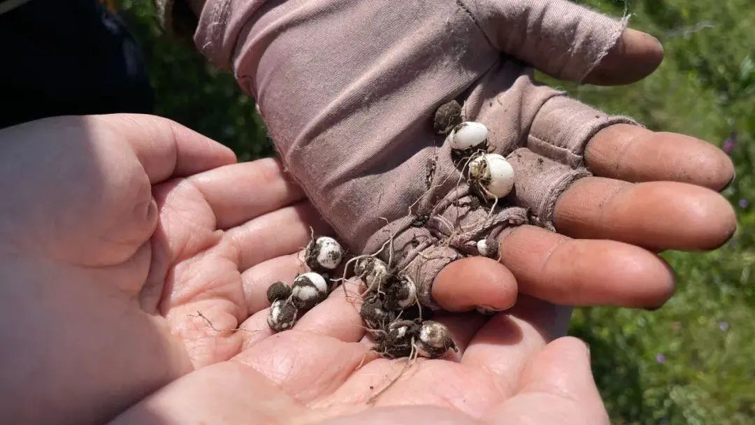 7500元一斤！有人傻眼了，买回来还被嫌弃……