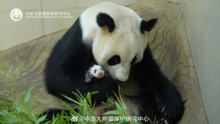 大熊猫中心发文抵制饭圈化