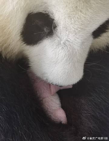 大熊猫良月当妈妈了