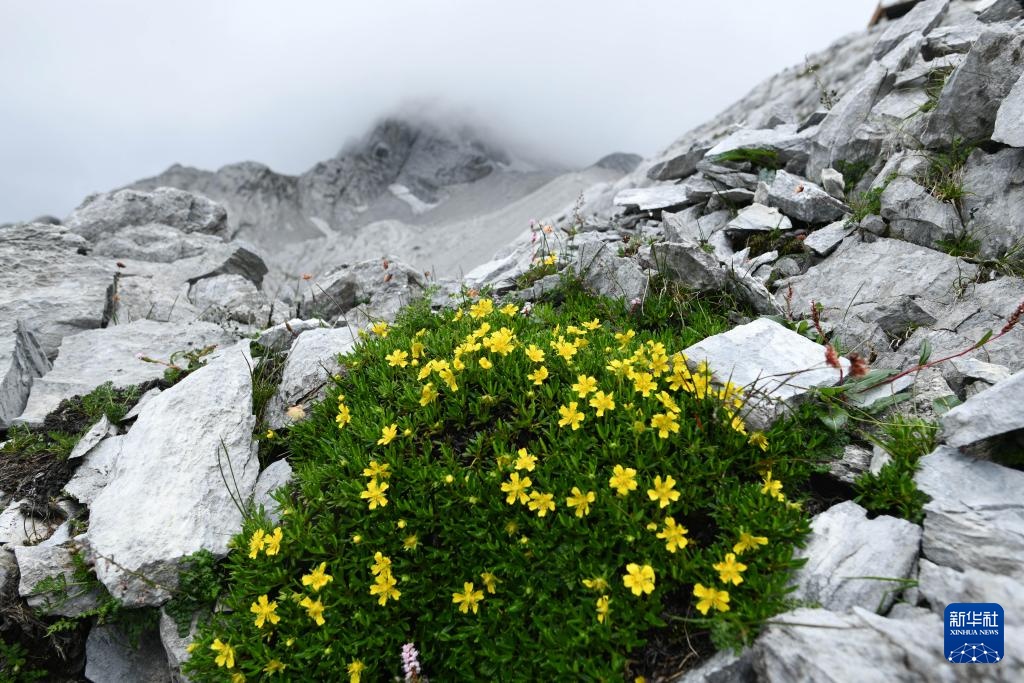 云南：探访云南丰富多样的高山花卉