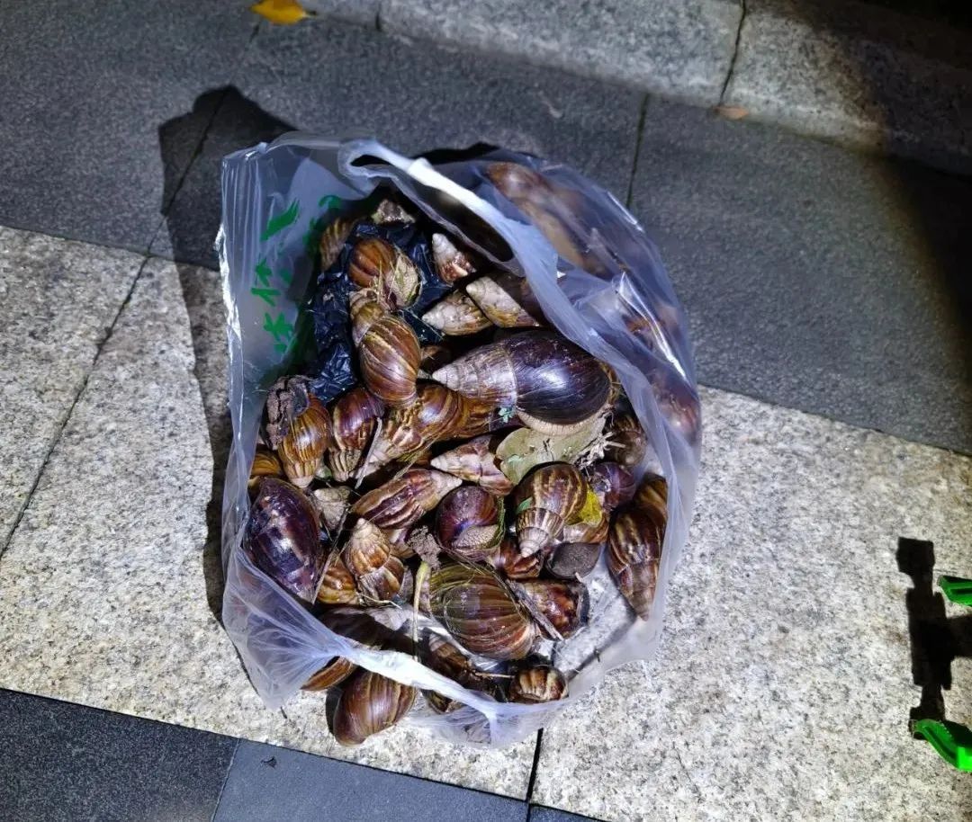 雨后大量出现，看得头皮发麻……厦门正集中清除！不要碰也不要吃！