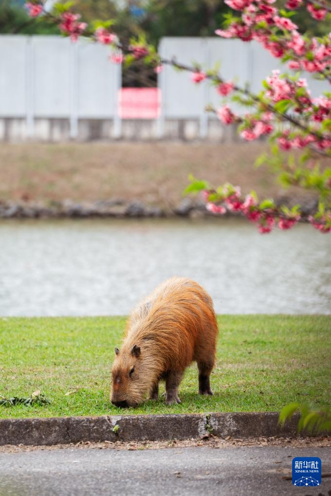 “卡皮巴拉”的巴西慢生活