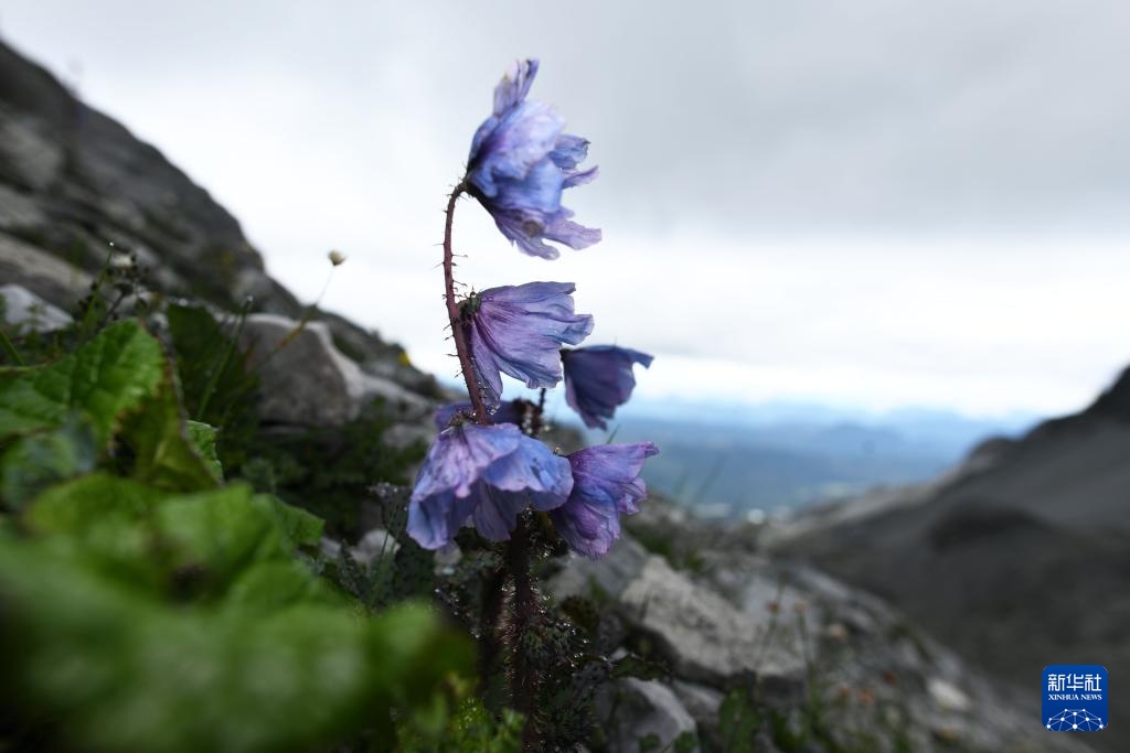 云南：探访云南丰富多样的高山花卉