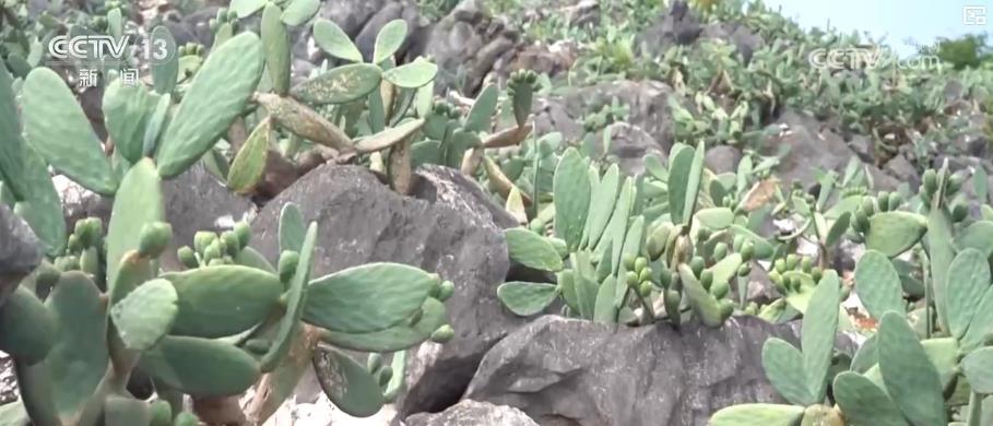夏日美食图鉴：从田野到餐桌 这些独特食材变身消暑美味