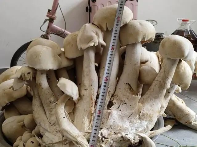 吃不完了！云南男子捡菌捡到巨大口蘑，有半米多高……