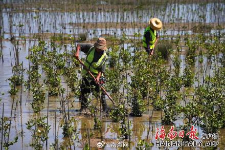 海口三江红树林增加1600亩