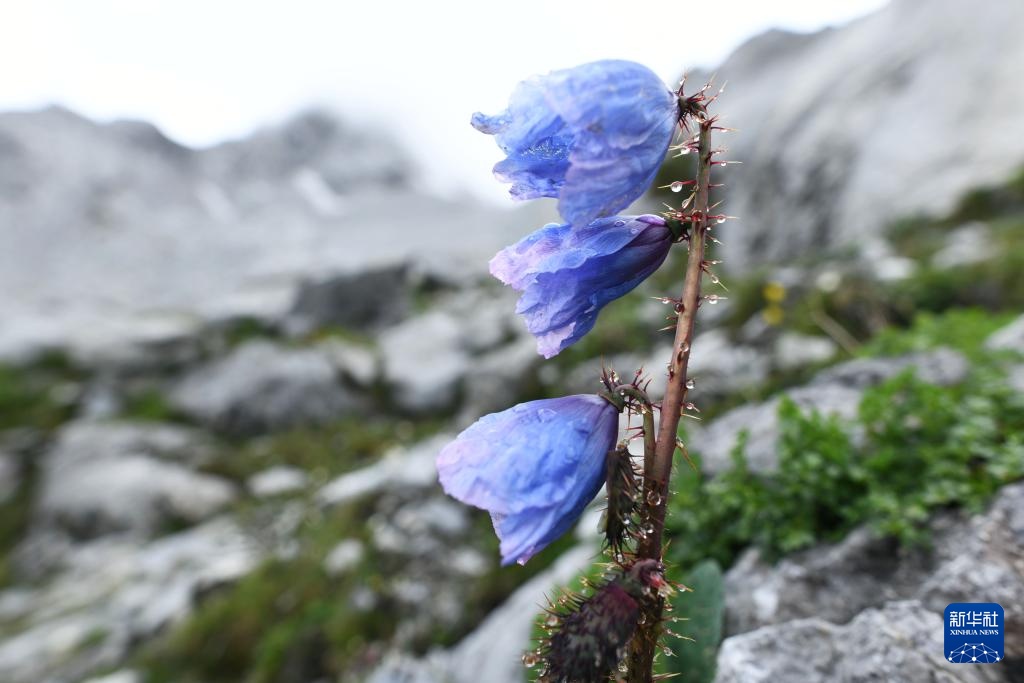 云南：探访云南丰富多样的高山花卉