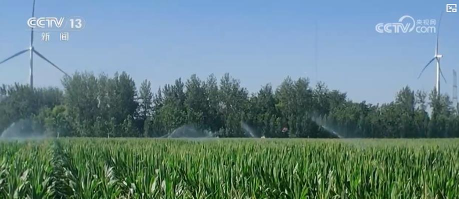 科学抗旱保秋粮：田间管理全面升级 精准施策力保稳产增收