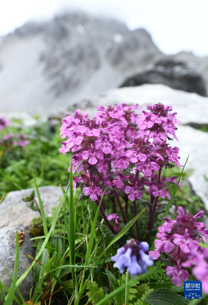 云南：探访云南丰富多样的高山花卉