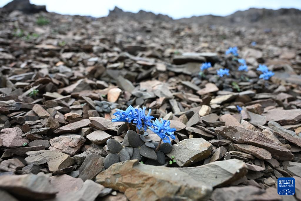 云南：探访云南丰富多样的高山花卉