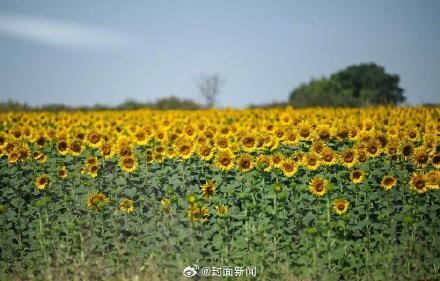 土耳其50.5℃高温创纪录
