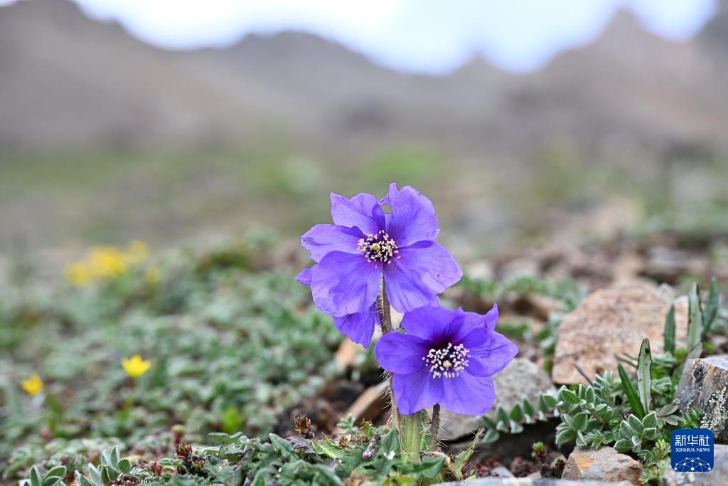 云南：探访云南丰富多样的高山花卉