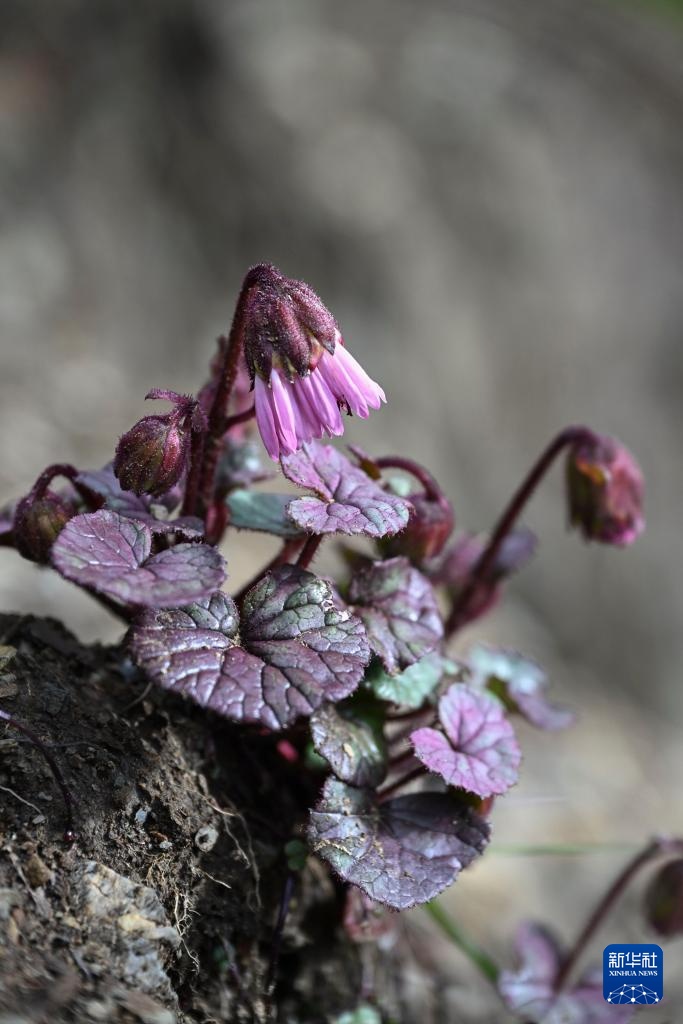 云南：探访云南丰富多样的高山花卉