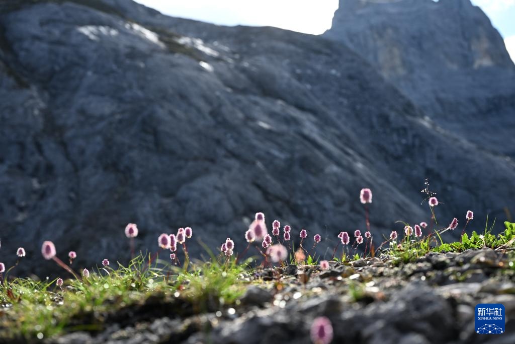 云南：探访云南丰富多样的高山花卉